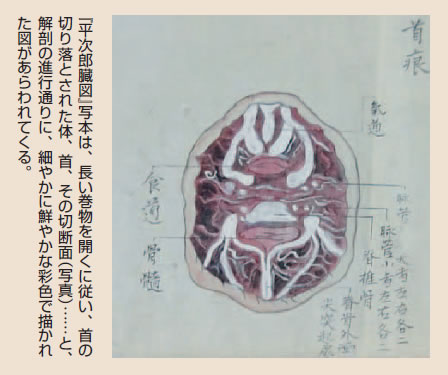 『平次郎臓図』写本は、長い巻物を開くに従い、首の切り落とされた体、首、その切断面（写真）……と、解剖の進行通りに、細やかに鮮やかな彩色で描かれた図があらわれてくる。